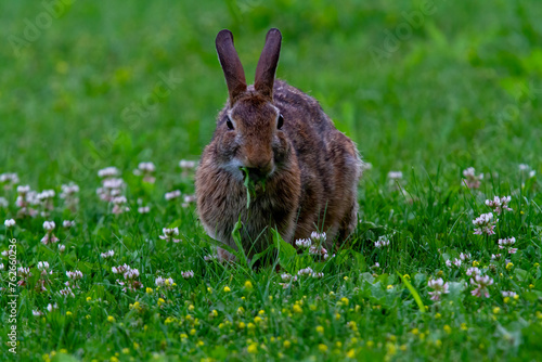 A wild Rabbit grazing on grass and small flowers.