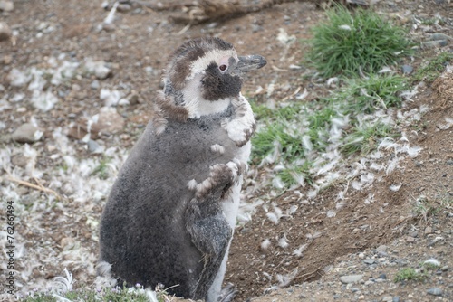 pinguin colony on magdalena islang in chile photo