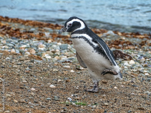 pinguin colony on magdalena islang in chile photo