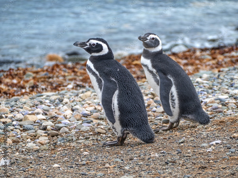 Obraz premium pinguin colony on magdalena islang in chile