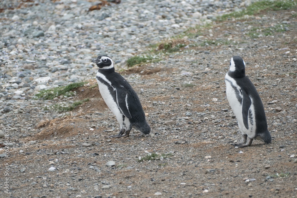 Fototapeta premium pinguin colony on magdalena islang in chile