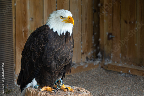 PORTRAIT: Majestic bald eagle perched on a wooden stand in the falconry center
