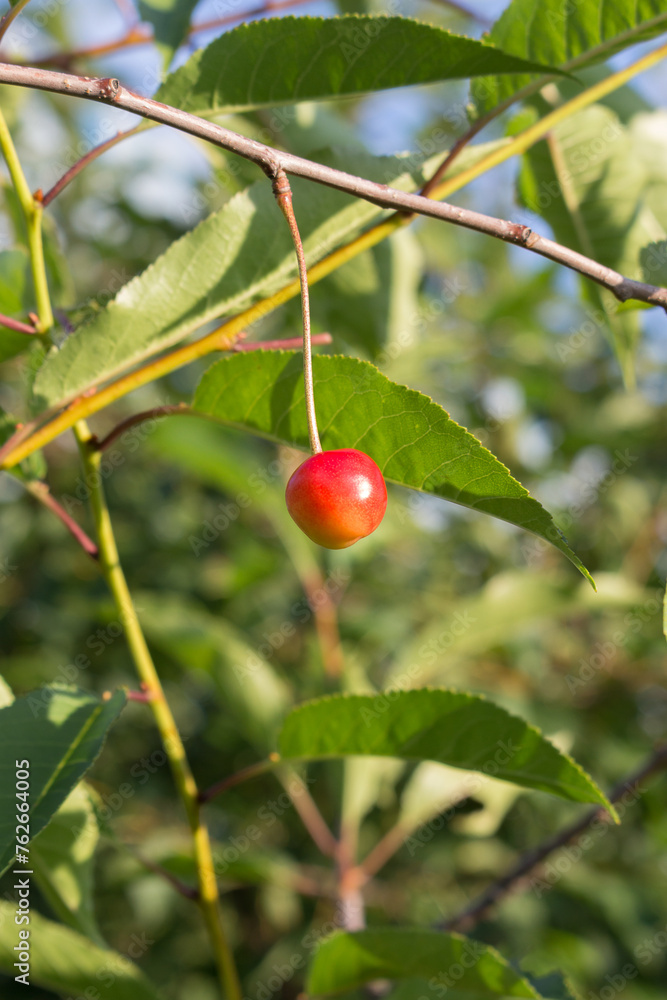 Fototapeta premium Ripe yellow and red cherries in the garden, close-up. Sunny summer day.
