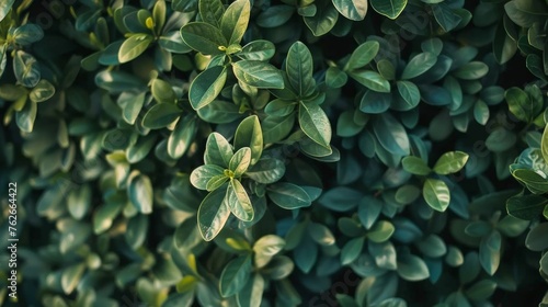 Closeup of lush green hedge wall with small leaves in garden   eco friendly evergreen background