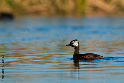 White tufted Grebe, La Pampa Province, Patagonia, Argentina photo