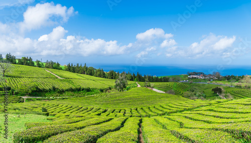 Fototapeta Naklejka Na Ścianę i Meble -  Landscape with tea plantation on the island of Sao Miguel in the Portuguese archipelago of the Azores, Portugal