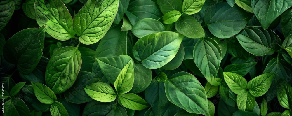 A lush green plant with many leaves A lush green plant with many leaves