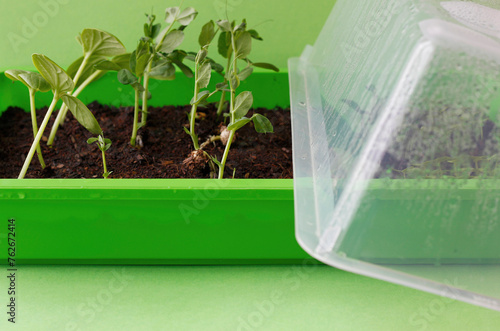 Top view of small pea plants in a green plastic hotbed cultivated at home. Young pea shoots in a home hotbed with a dewy lid. Home cultivation of herbs and vegetables concept, urban home gardening