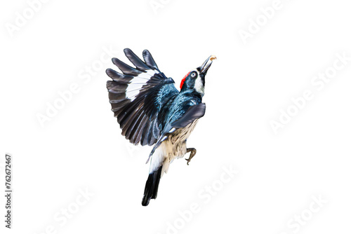 Acorn Woodpecker (Melanerpes formicivorus) Photo, in Flight on an Isolated Transparent PNG Background photo
