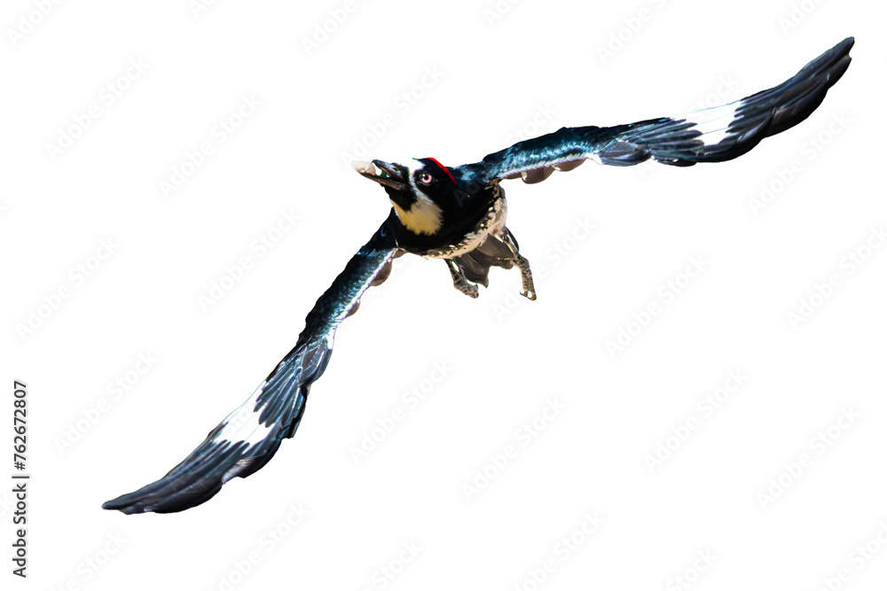 Acorn Woodpecker (Melanerpes formicivorus) Photo, in Flight on an