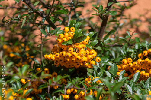 Pyracantha coccinea sunny star scarlet red firethorn ornamental shrub  orange group of fruits hanging on autumnal shrub