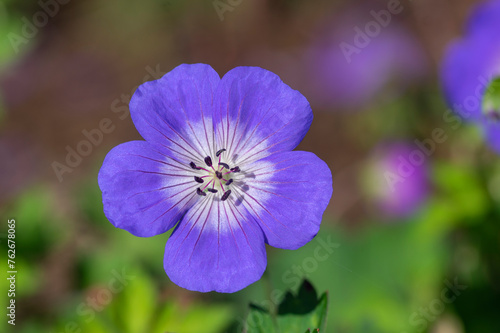 Cranesbills group of blue white purple flowers in bloom, Geranium Rozanne flowering ornamental plant, green leaves