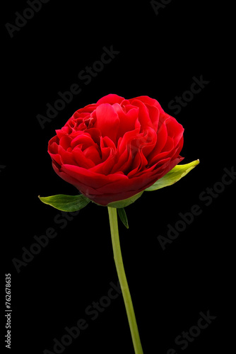 Bright red peony flower on black background.