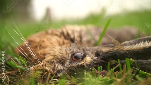 A dead European hare (Lepus europaeus) also known as the brown hare lying in the grass photo