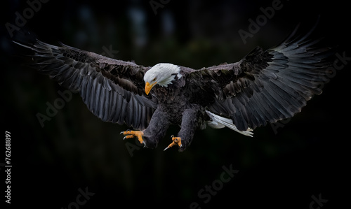 Bald eagle soaring through the sky, wings outstretched © Wirestock