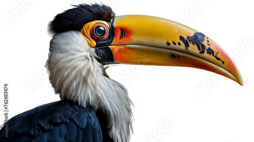 A stunning close-up of a bird showcasing its impressive large beak photo