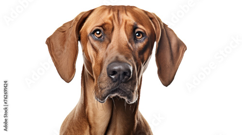 A detailed close-up of a serene dog on a pure white background