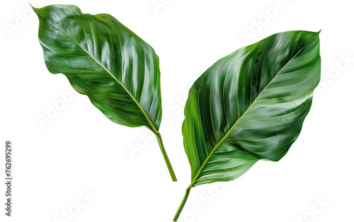 Beautiful green leaves of tropical plants  on transparent background, png	