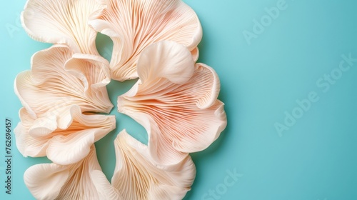 Oyster mushroom pleurotus ostreatus on delicate pastel background for a serene display photo