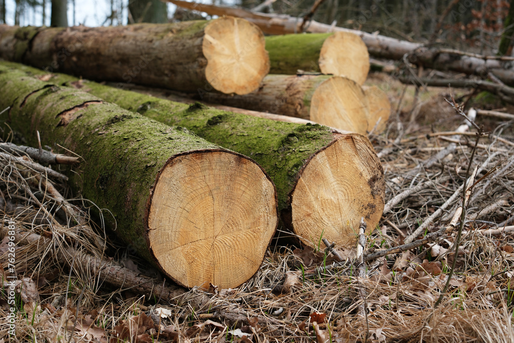 Forstarbeiten, Baumstämme in einem Wald Forstarbeiten, Baumstämme in einem Wald