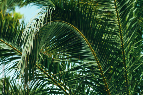 Lush green palm leaf bent down  tropical tree at the seaside