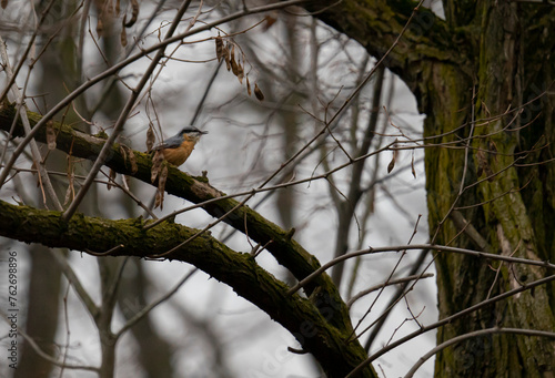 Ptaki zimujące w polsce, kowalik i czarnogłówka photo