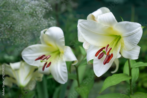 A white lily in bloom, on the natural background of the garden. Selective focus