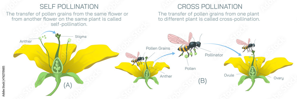 The process of transferring pollen grains from anther to stigma to different anther and stigma of flower is called pollination. Pollination vector illustration. Self pollination and cross pollination - obrazy, fototapety, plakaty 