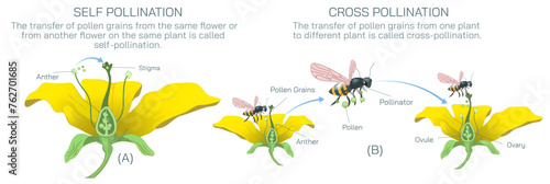 The process of transferring pollen grains from anther to stigma to different anther and stigma of flower is called pollination. Pollination vector illustration. Self pollination and cross pollination photo