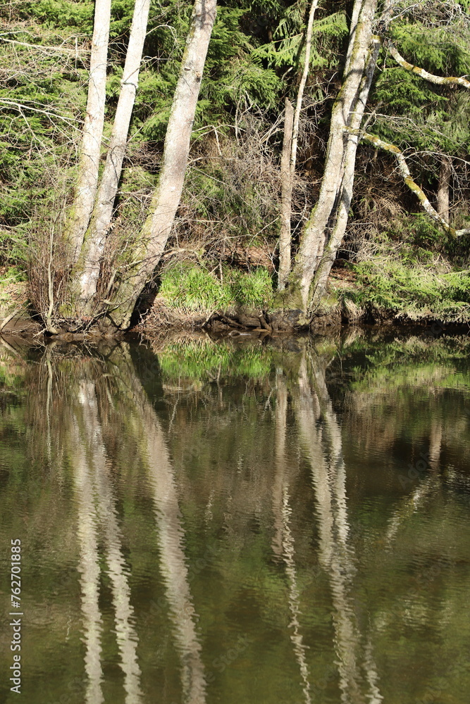 Obraz premium reflet d'arbres