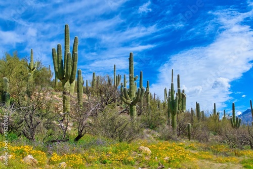 Cactus Desert Scene Tucson Arizona