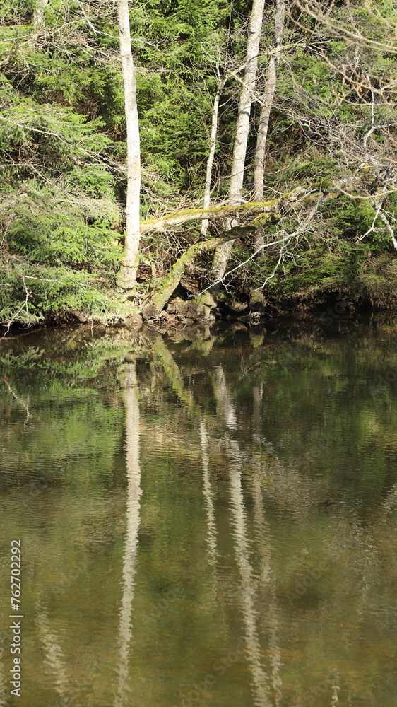 Obraz premium reflet d'arbres