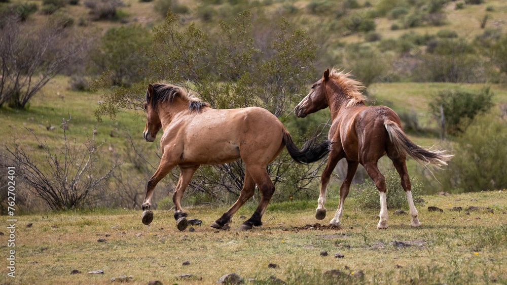 Running wild horse stallions fighting in the Salt River wild horse management area near Scottsdale Arizona United States