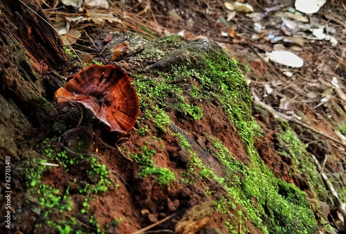 moss ad Brown mushroom on the tree