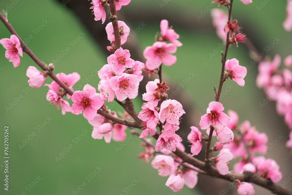 Spring. Peach blossom branch with stamens and pistil on green background. Copy space. Spring. Peach blossom branch with stamens and pistil on green background. Copy space.
