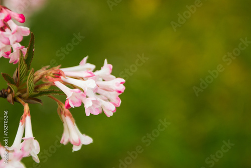A selective focus shot of pink viburnum farrera