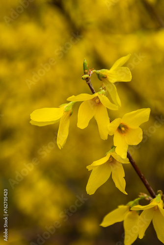 Sprigs of forsythia flowers with raindrops hanging on the petals. Blurred background.