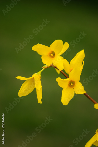 Sprigs of forsythia flowers with raindrops hanging on the petals. Blurred background.