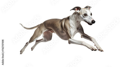 A joyful dog leaps high into the air against a blank white backdrop