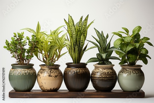 Wallpaper Mural 5 pots with different flower plants on clean white background. Earth tones. Torontodigital.ca