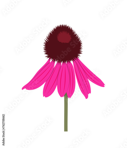 coneflower