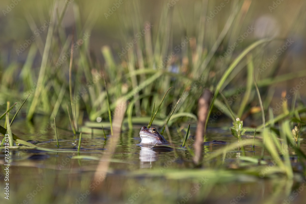 Moorfrösche während der Paarungszeit im Frühjahr beim Laichen. Moorfrösche während der Paarungszeit im Frühjahr beim Laichen.