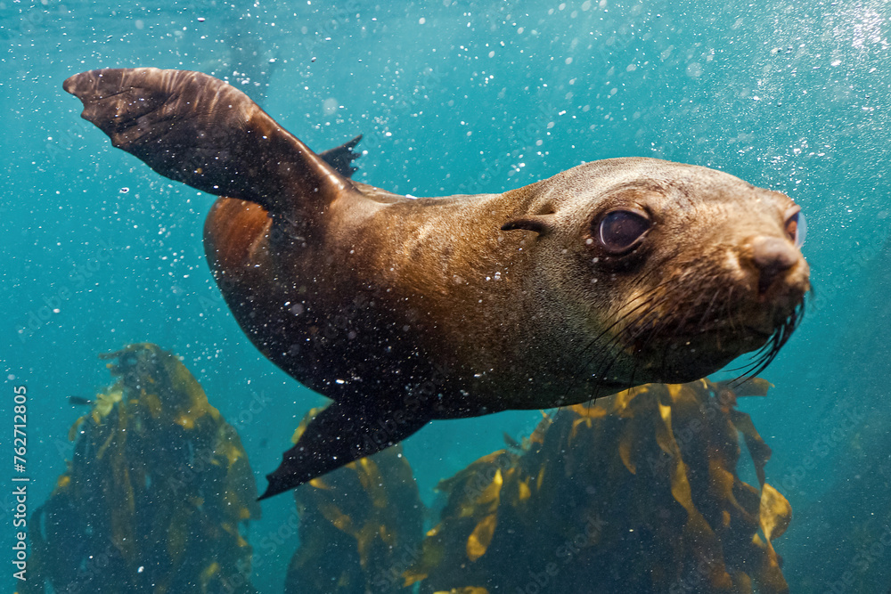 Obraz premium Sea Lions and Seals in the Enchanted Underwater Kelp Forest. Southern sea lions basking in the sun at a colony in Nuevo Gulf, Valdes Peninsula, Argentina. The playful sea lions frolic in the shallow