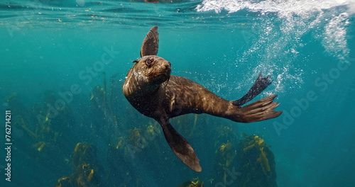 Sea Lions and Seals in the Enchanted Underwater Kelp Forest. Southern sea lions basking in the sun at a colony in Nuevo Gulf, Valdes Peninsula, Argentina. The playful sea lions frolic in the shallow