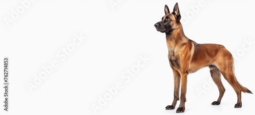 Belgian Malinois Dog. German Shepherd on White Background. Sheepdog Animal Isolated on White. Cute Happy Adult Canine Sitting and Standing and Watching the Camera. Police Pet Trained for Securicy.