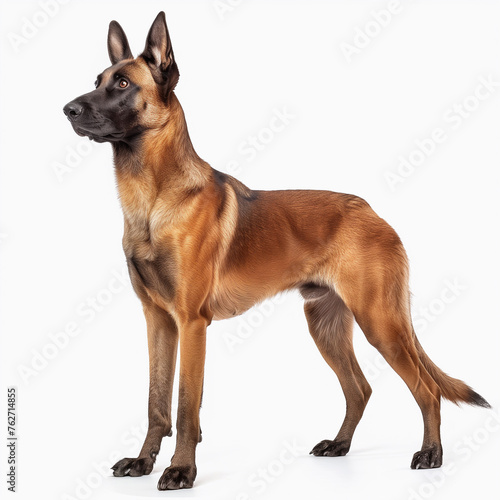 Belgian Malinois Dog. Police Pet Trained for Securicy. German Shepherd on White Background. Cute Happy Adult Canine Sitting and Standing and Watching the Camera. Sheepdog Animal Isolated on White.