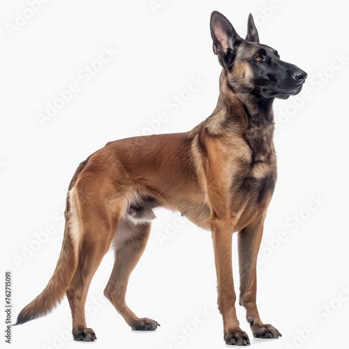 Belgian Malinois Dog. German Shepherd on White Background. Cute Happy Adult Canine Sitting and Standing and Watching the Camera. Police Pet Trained for Securicy. Sheepdog Animal Isolated on White.