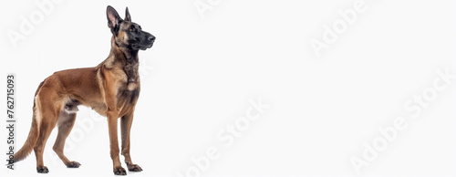 Belgian Malinois Dog. Police Pet Trained for Securicy. Cute Happy Adult Canine Sitting and Standing and Watching the Camera. German Shepherd on White Background. Sheepdog Animal Isolated on White.