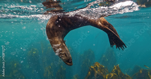 Sea Lions and Seals in the Enchanted Underwater Kelp Forest. Southern sea lions basking in the sun at a colony in Nuevo Gulf, Valdes Peninsula, Argentina. The playful sea lions frolic in the shallow photo
