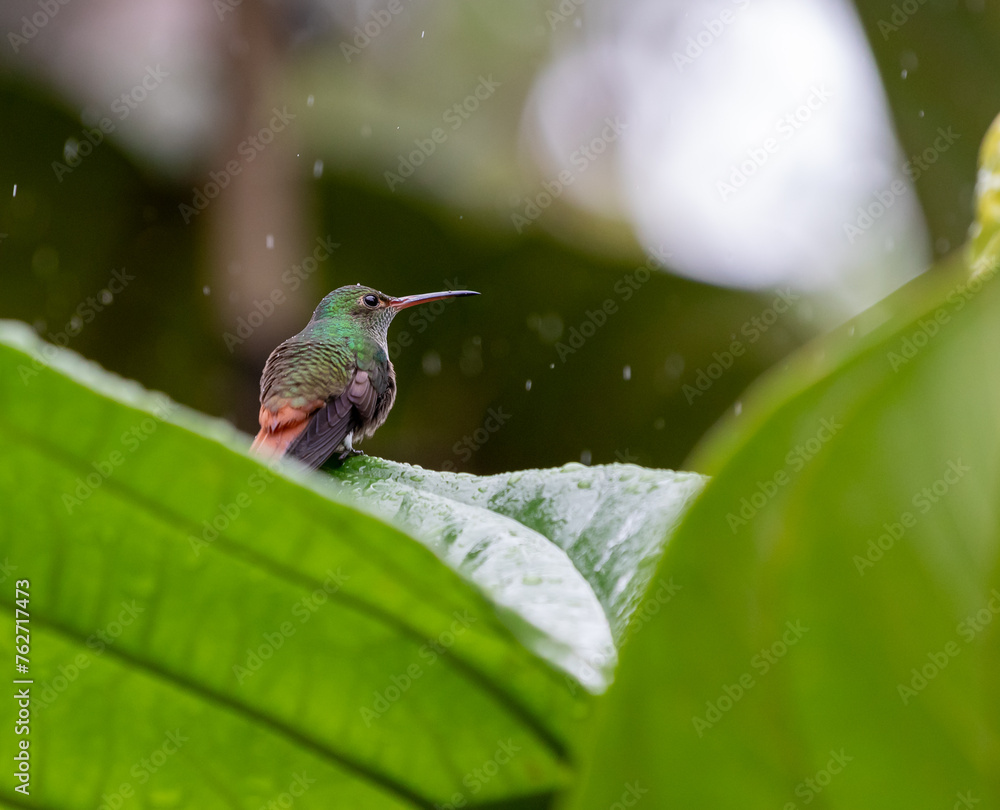 Fototapeta premium The image shows a pretty Rufous-tailed hummingbird perched on leaf